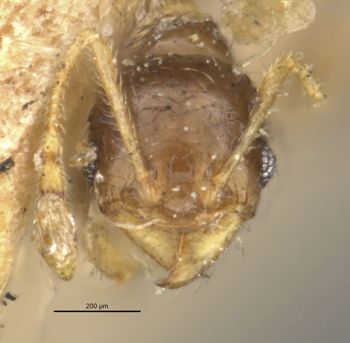 Media type: image;   Entomology 20755 Aspect: head frontal